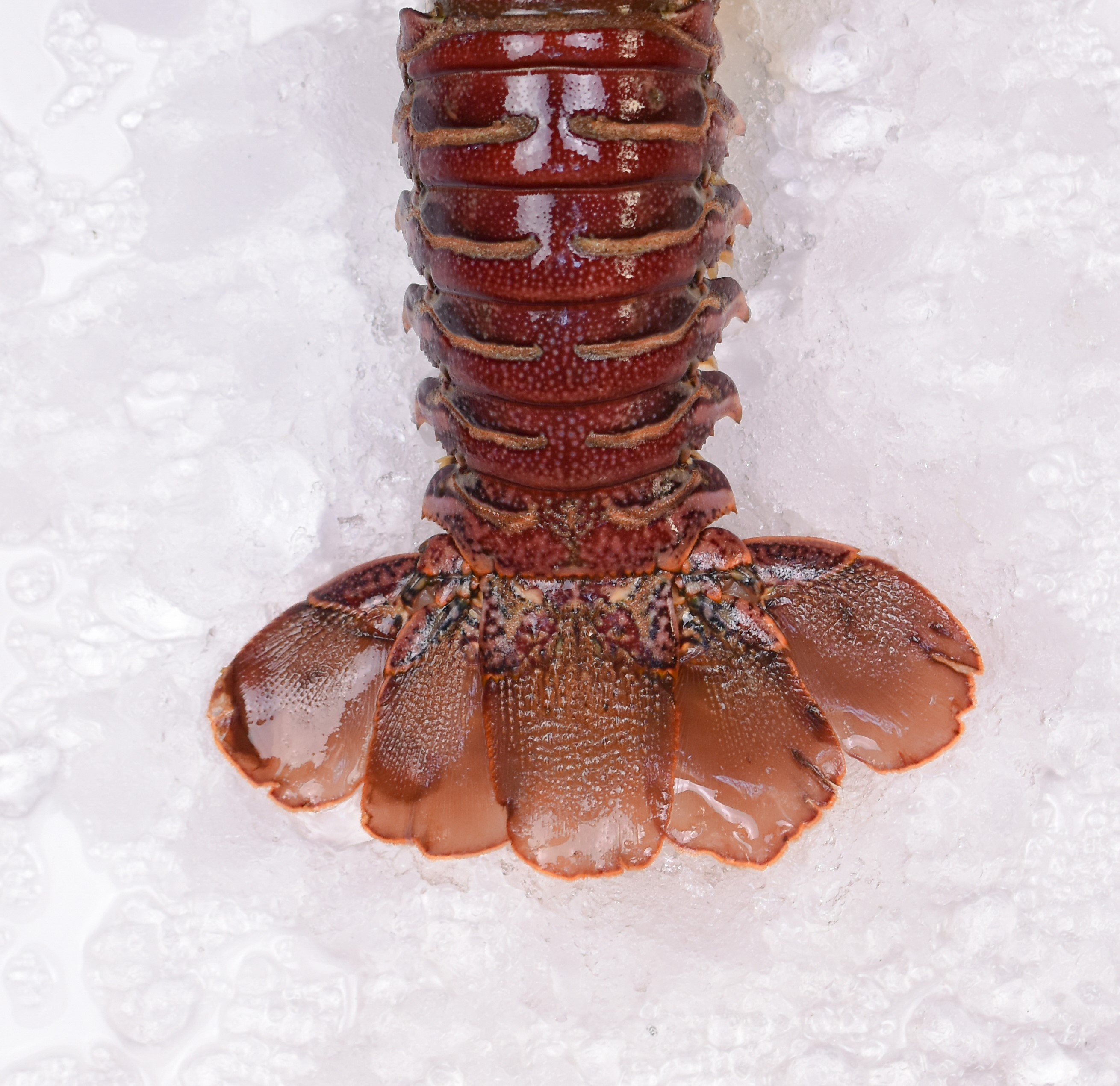 Langosta