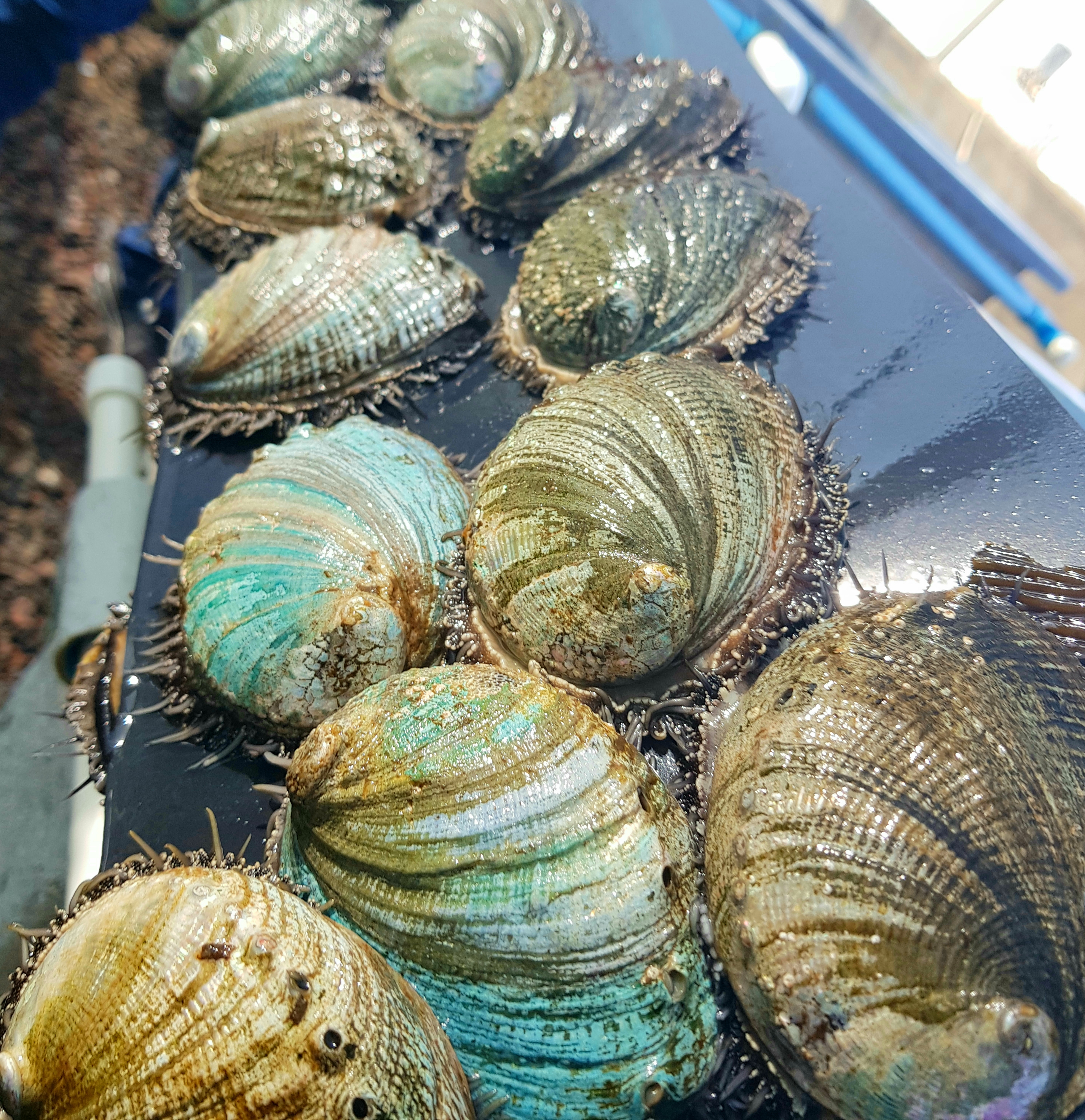 Abulón en proceso de cultivo