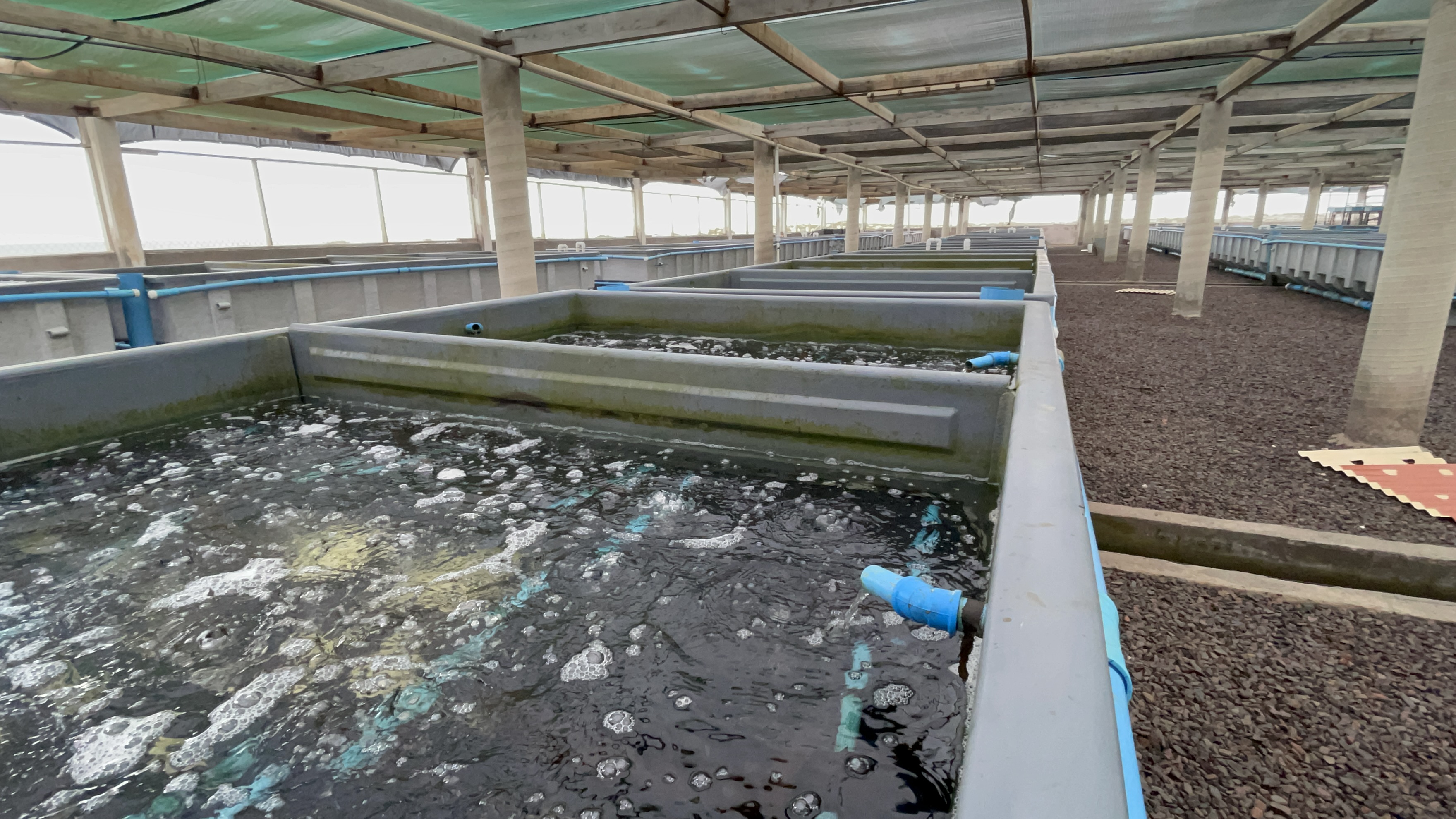 Abulón silvestre y de cultivo comparados