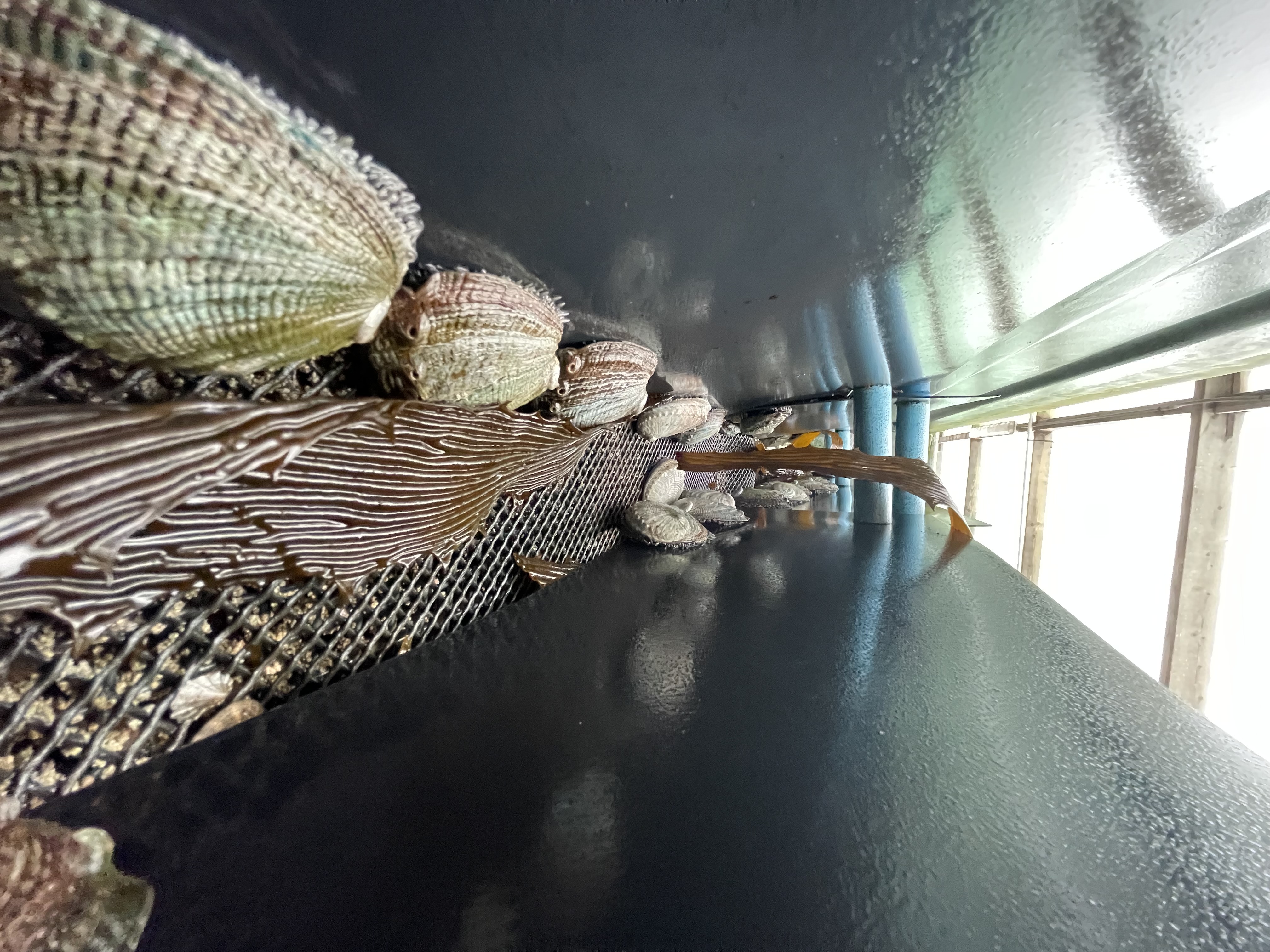 Proceso de cultivo del abulón