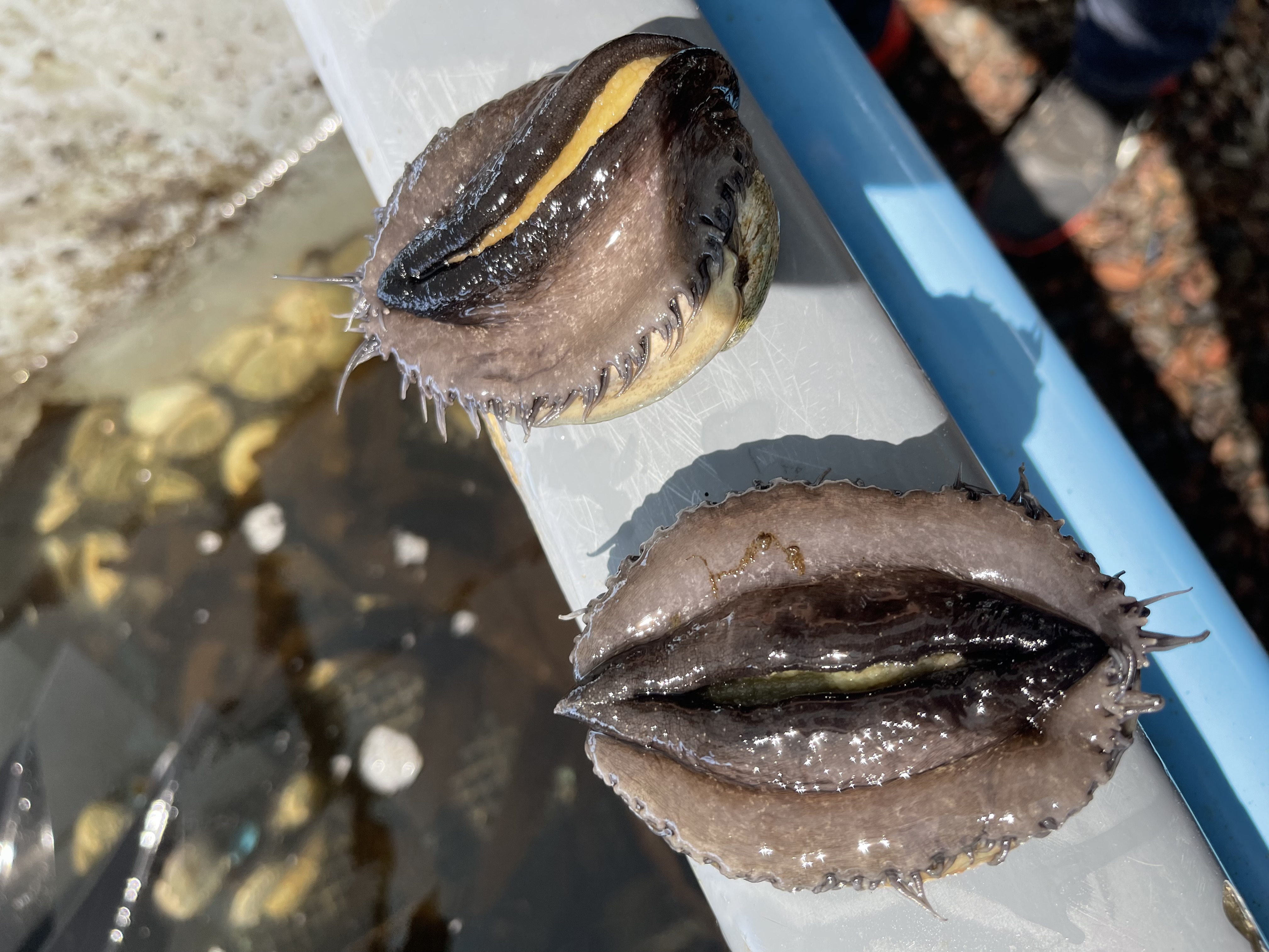 Condiciones del cultivo